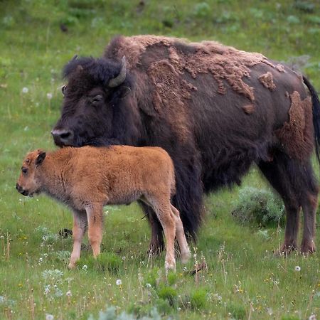 Let'S Go ! Fisherman, Families, Pools One Minute From Your Door, Comfort, Location Perfect, Amenity-Rich, Pup Friendly, Discover An Exceptional Wyoming Stay, Thermopolis River Walk Home At Hot Springs State Park, 'Where Families And Fisherman Stay' 外观 照片