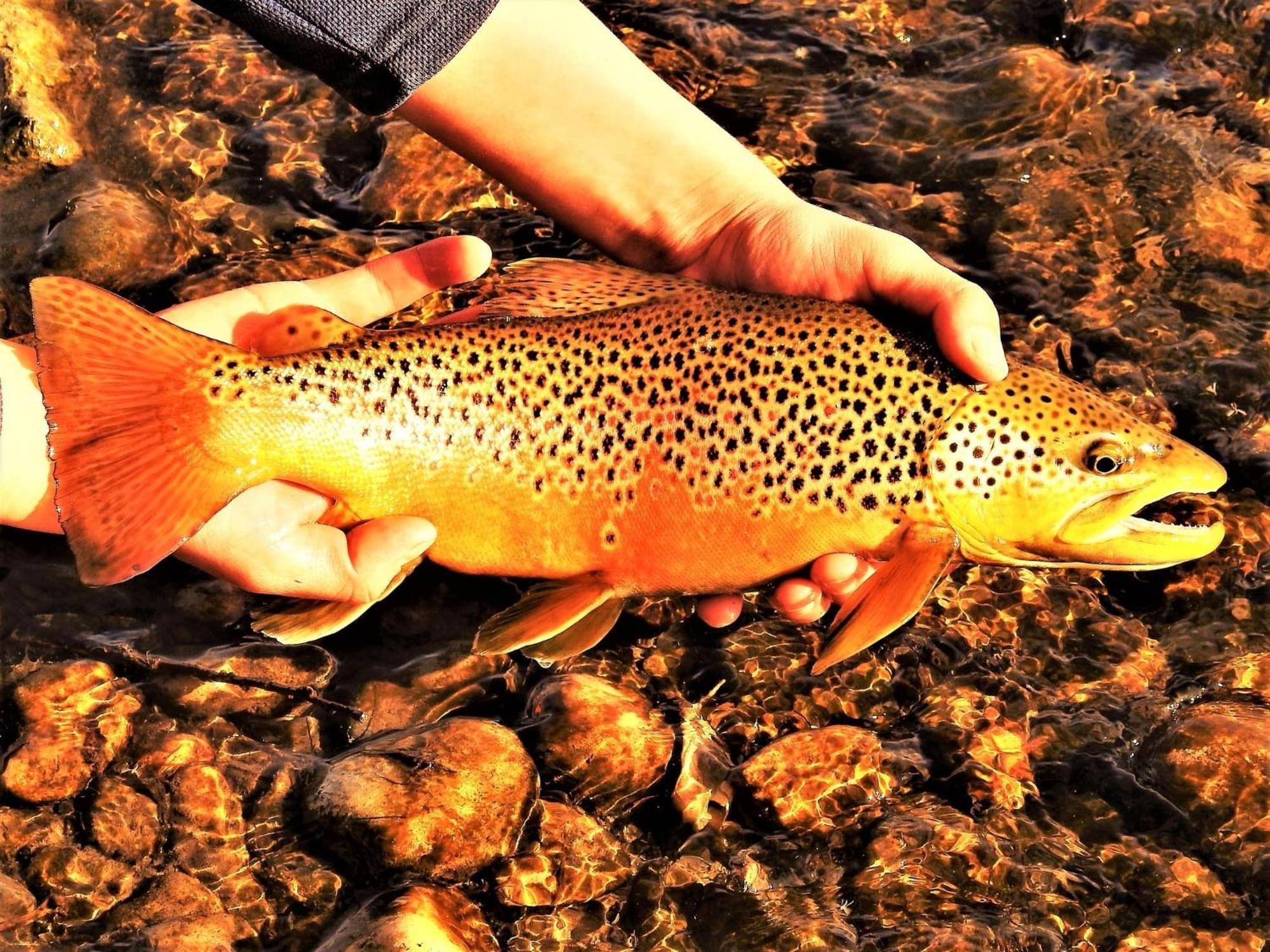 Let'S Go ! Fisherman, Families, Pools One Minute From Your Door, Comfort, Location Perfect, Amenity-Rich, Pup Friendly, Discover An Exceptional Wyoming Stay, Thermopolis River Walk Home At Hot Springs State Park, 'Where Families And Fisherman Stay' 外观 照片