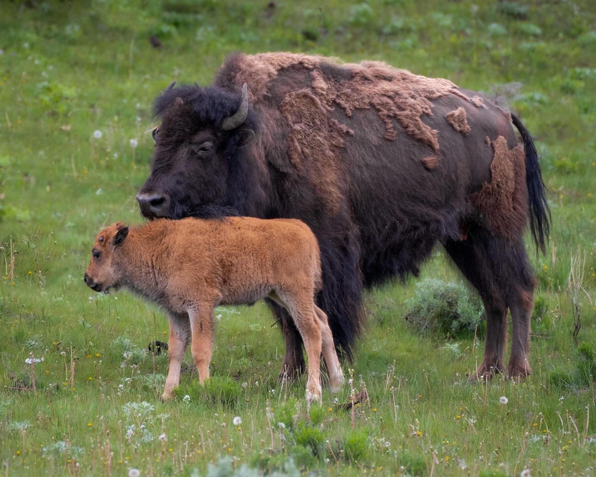 Let'S Go ! Fisherman, Families, Pools One Minute From Your Door, Comfort, Location Perfect, Amenity-Rich, Pup Friendly, Discover An Exceptional Wyoming Stay, Thermopolis River Walk Home At Hot Springs State Park, 'Where Families And Fisherman Stay' 外观 照片